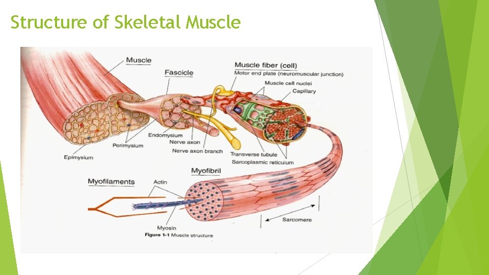 Structure of Skeletal Muscle 