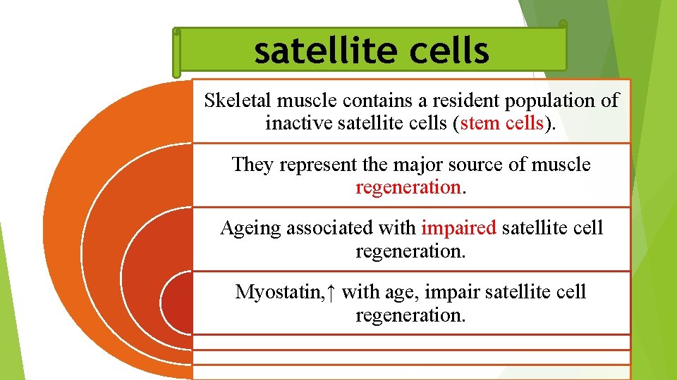 satellite cells Skeletal muscle contains a resident population of inactive satellite cells (stem cells).