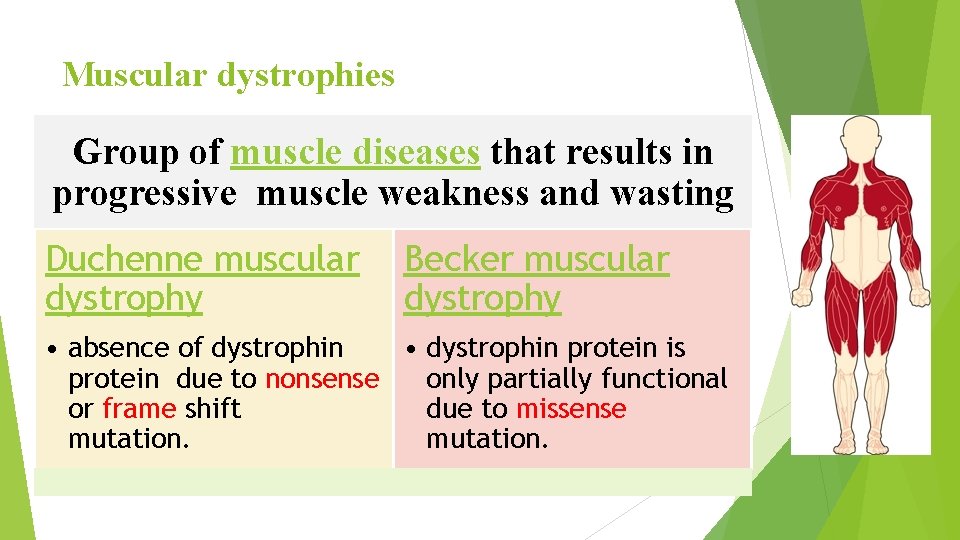 Muscular dystrophies Group of muscle diseases that results in progressive muscle weakness and wasting