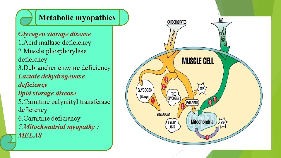 Metabolic myopathies Glycogen storage disease 1. Acid maltase deficiency 2. Muscle phosphorylase deficiency 3.