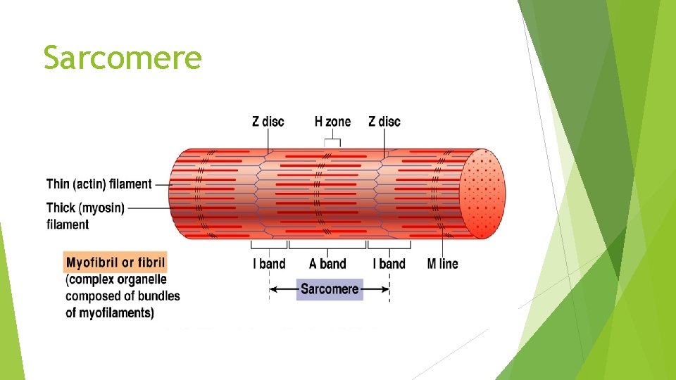 Sarcomere 