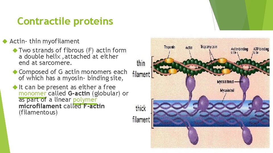 Contractile proteins Actin- thin myofilament Two strands of fibrous (F) actin form a double