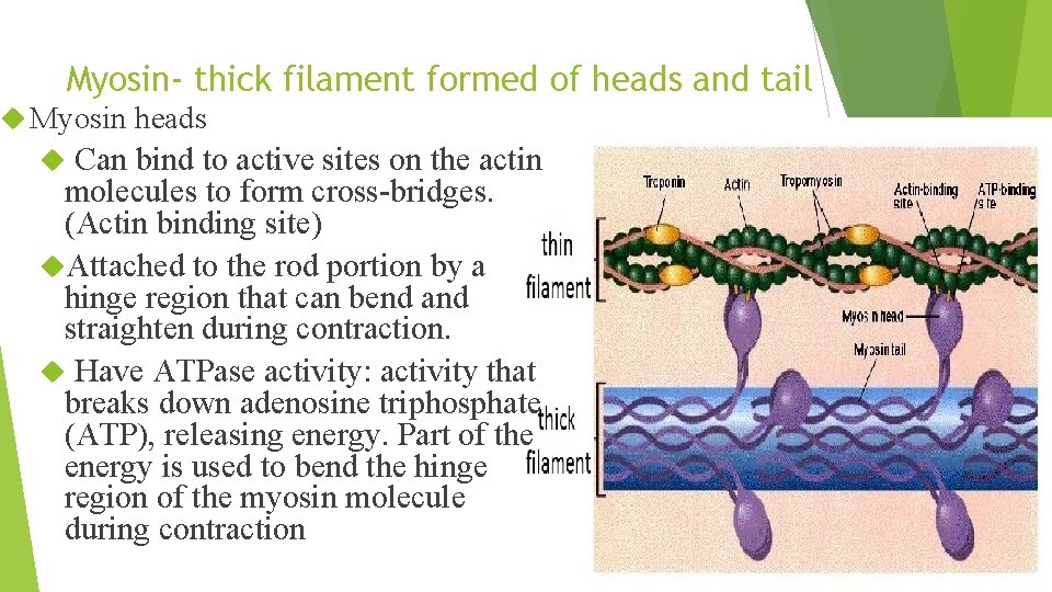 Myosin- thick filament formed of heads and tail Myosin heads Can bind to active