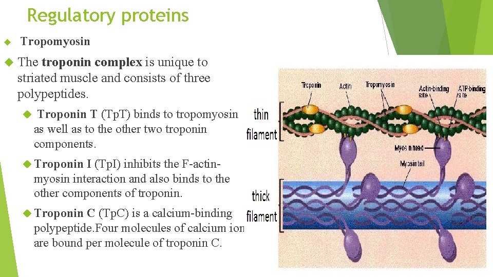 Regulatory proteins Tropomyosin The troponin complex is unique to striated muscle and consists of