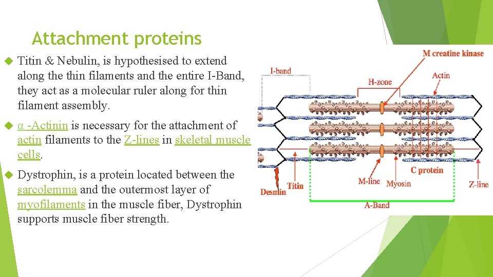 Attachment proteins Titin & Nebulin, is hypothesised to extend along the thin filaments and