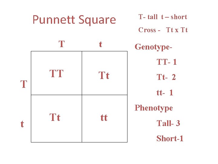 Punnett Square T t T- tall t – short Cross - Tt x Tt