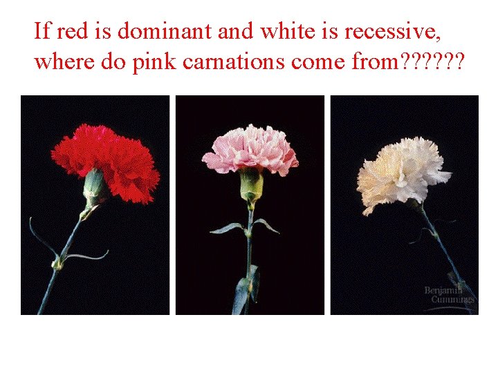 If red is dominant and white is recessive, where do pink carnations come from?