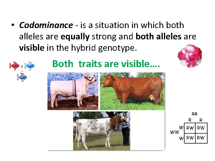  • Codominance - is a situation in which both alleles are equally strong
