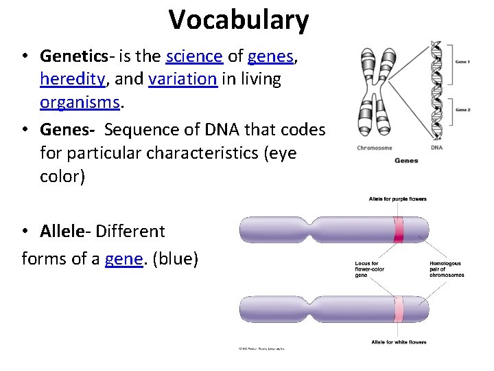 Vocabulary • Genetics- is the science of genes, heredity, and variation in living organisms.