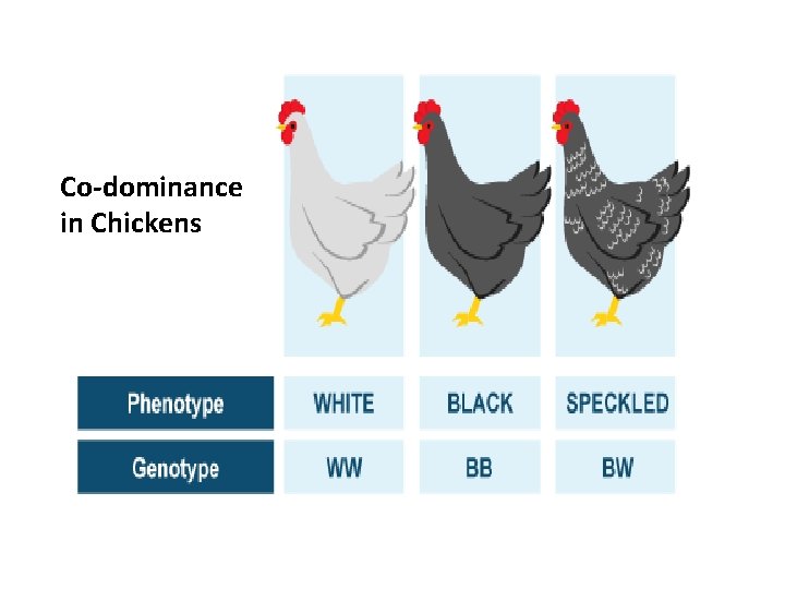 Co-dominance in Chickens 