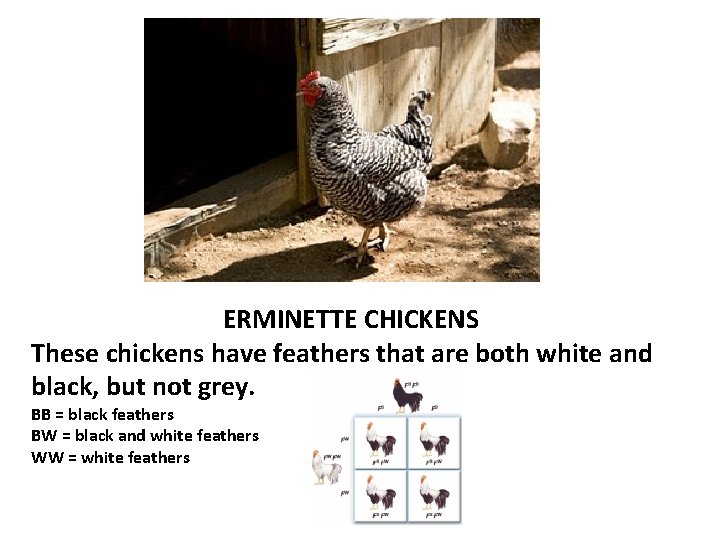 ERMINETTE CHICKENS These chickens have feathers that are both white and black, but not