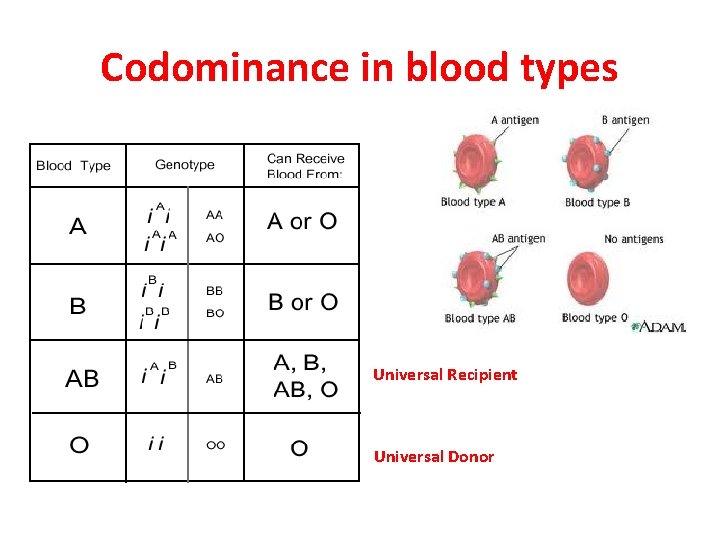 Codominance in blood types Universal Recipient Universal Donor 
