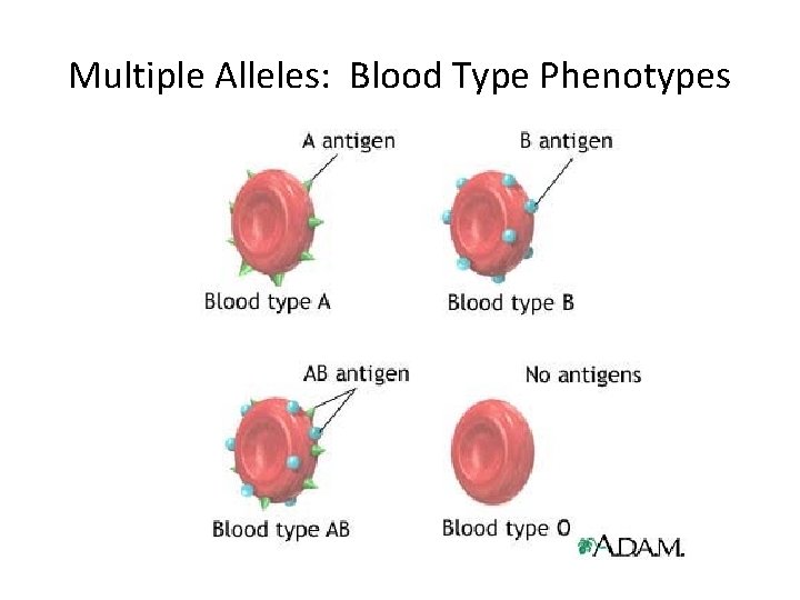 Multiple Alleles: Blood Type Phenotypes 