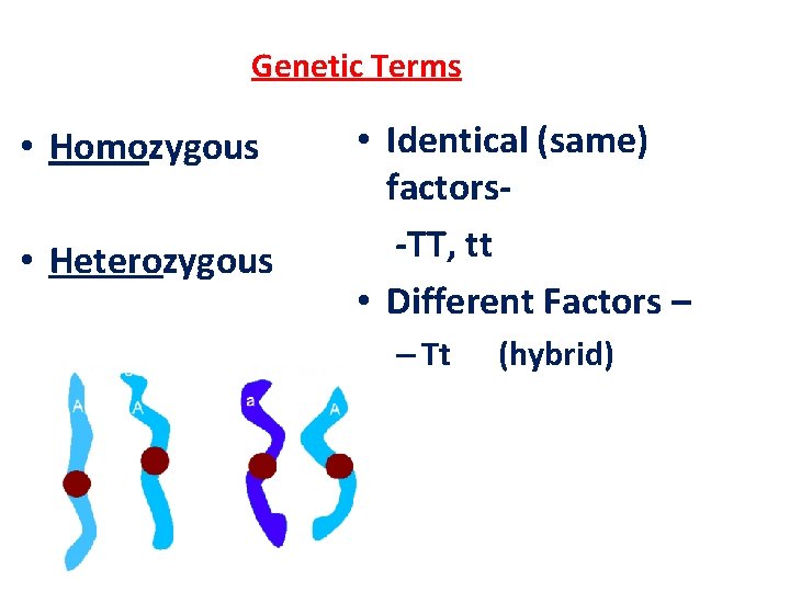 Genetic Terms • Homozygous • Heterozygous • Identical (same) factors-TT, tt • Different Factors