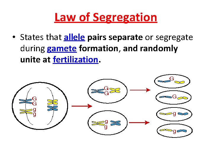 Law of Segregation • States that allele pairs separate or segregate during gamete formation,