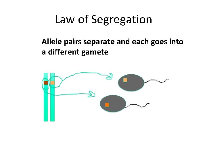 Law of Segregation Allele pairs separate and each goes into a different gamete 