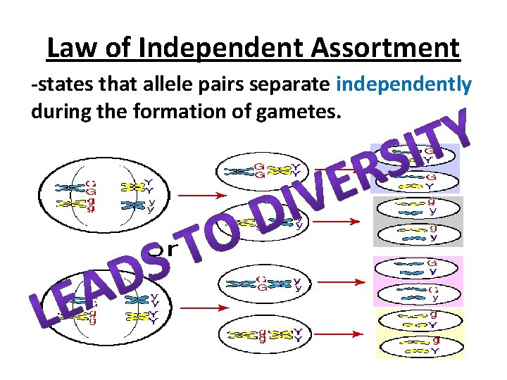Law of Independent Assortment -states that allele pairs separate independently during the formation of
