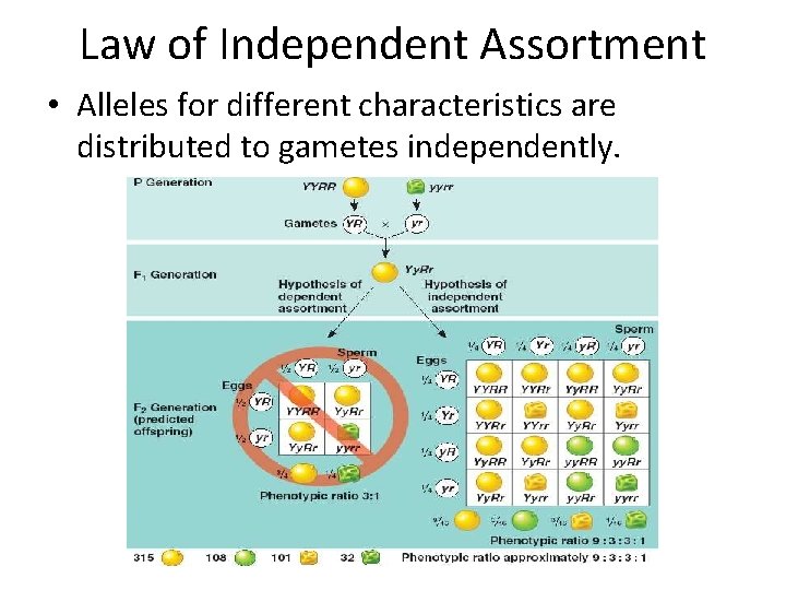 Law of Independent Assortment • Alleles for different characteristics are distributed to gametes independently.