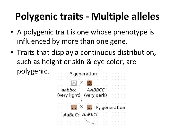Polygenic traits - Multiple alleles • A polygenic trait is one whose phenotype is