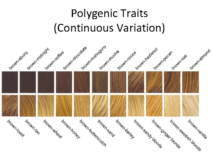 Polygenic Traits (Continuous Variation) 