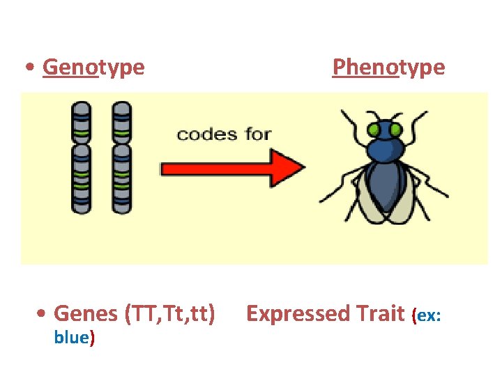  • Genotype • Genes (TT, Tt, tt) blue) Phenotype Expressed Trait (ex: 