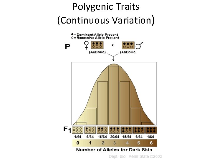 Polygenic Traits (Continuous Variation) 