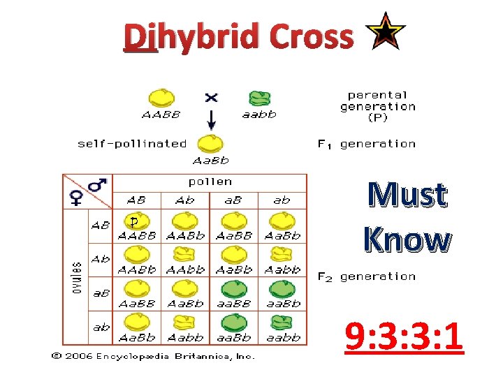 Dihybrid Cross Must Know 9: 3: 3: 1 