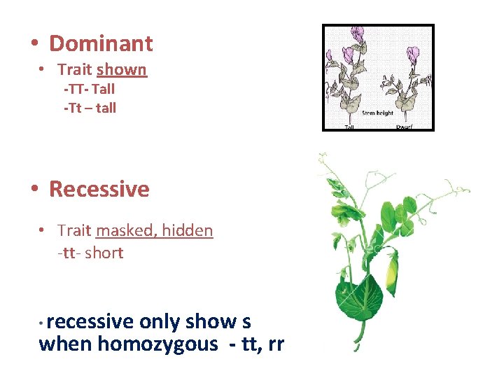  • Dominant • Trait shown -TT- Tall -Tt – tall • Recessive •
