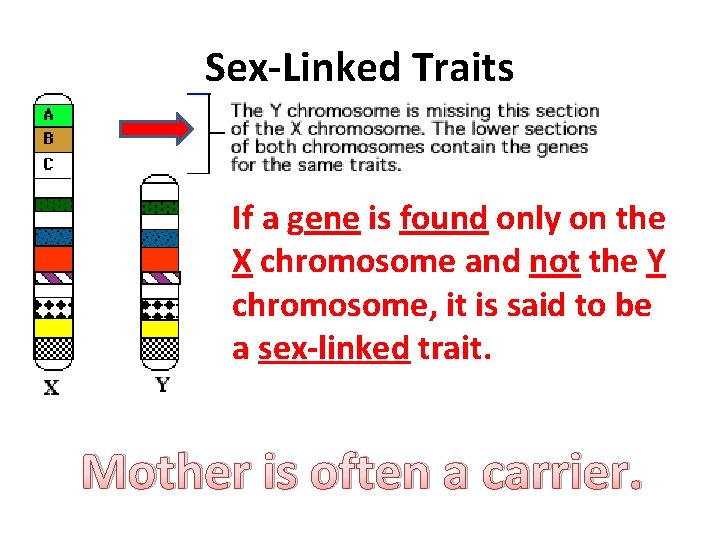 Sex-Linked Traits If a gene is found only on the X chromosome and not