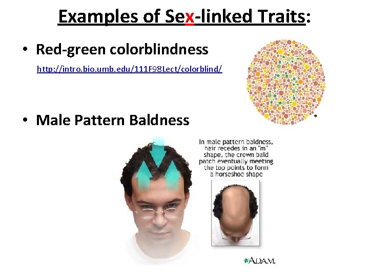 Examples of Sex-linked Traits: • Red-green colorblindness http: //intro. bio. umb. edu/111 F 98