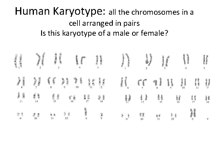 Human Karyotype: all the chromosomes in a cell arranged in pairs Is this karyotype