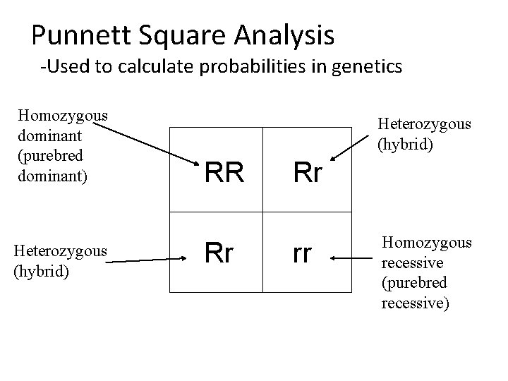 Punnett Square Analysis -Used to calculate probabilities in genetics Homozygous dominant (purebred dominant) Heterozygous