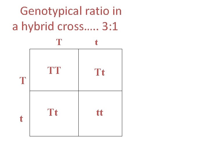 Genotypical ratio in a hybrid cross…. . 3: 1 T T t t TT