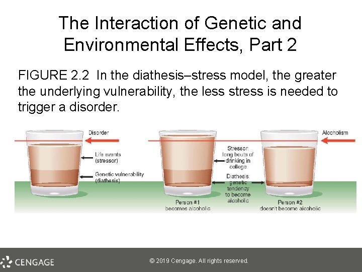 The Interaction of Genetic and Environmental Effects, Part 2 FIGURE 2. 2 In the