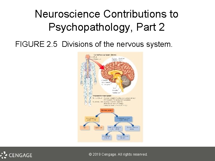 Neuroscience Contributions to Psychopathology, Part 2 FIGURE 2. 5 Divisions of the nervous system.