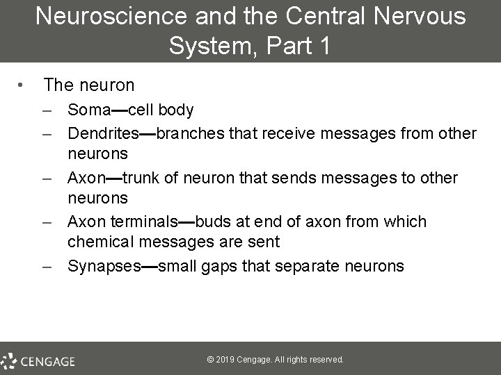 Neuroscience and the Central Nervous System, Part 1 • The neuron – Soma—cell body