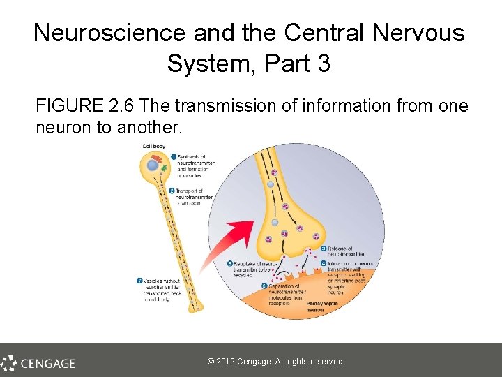 Neuroscience and the Central Nervous System, Part 3 FIGURE 2. 6 The transmission of