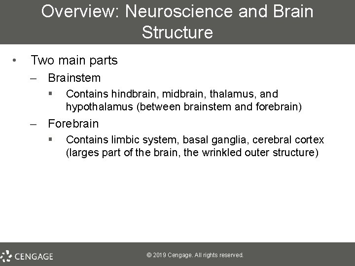 Overview: Neuroscience and Brain Structure • Two main parts – Brainstem § Contains hindbrain,