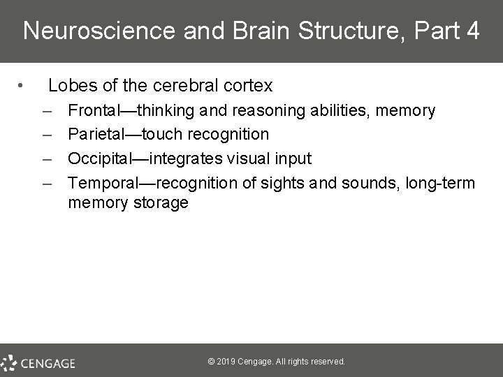 Neuroscience and Brain Structure, Part 4 • Lobes of the cerebral cortex – –