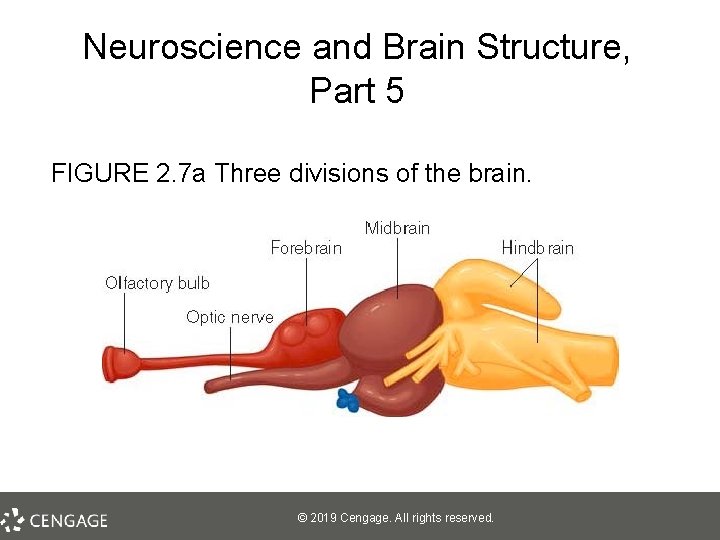 Neuroscience and Brain Structure, Part 5 FIGURE 2. 7 a Three divisions of the