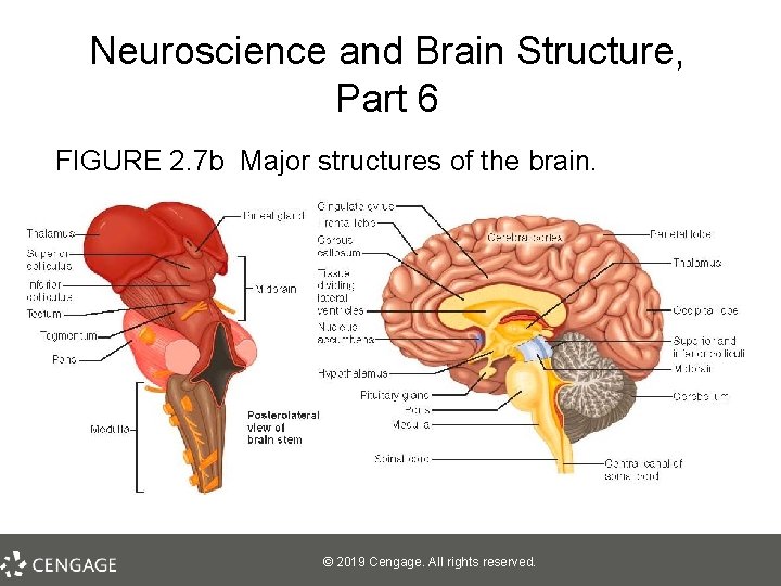 Neuroscience and Brain Structure, Part 6 FIGURE 2. 7 b Major structures of the