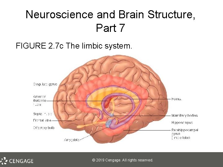 Neuroscience and Brain Structure, Part 7 FIGURE 2. 7 c The limbic system. ©