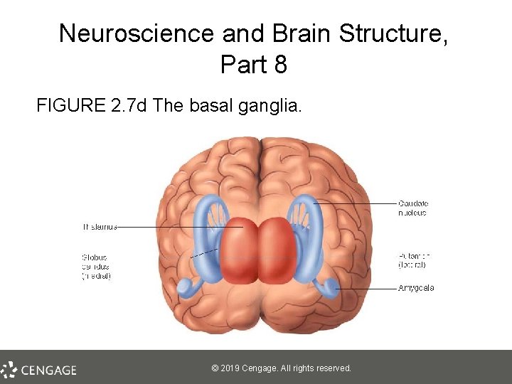 Neuroscience and Brain Structure, Part 8 FIGURE 2. 7 d The basal ganglia. ©