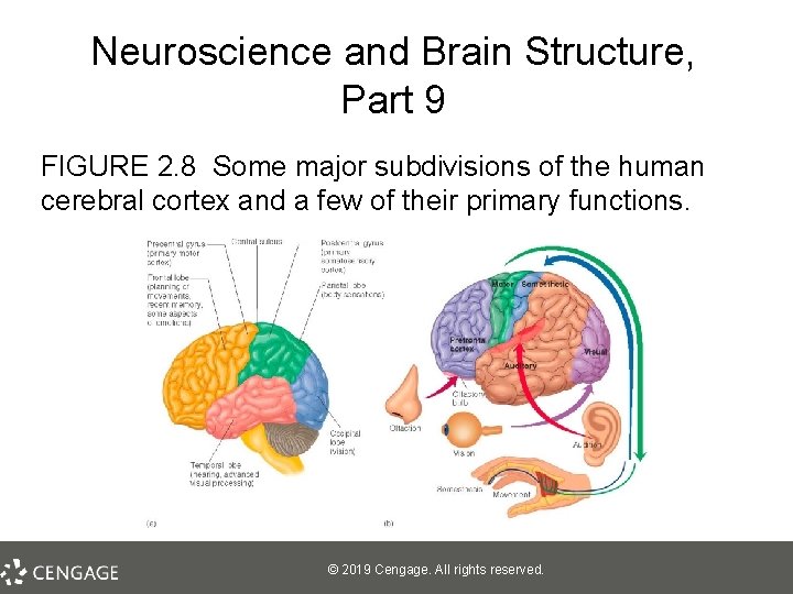 Neuroscience and Brain Structure, Part 9 FIGURE 2. 8 Some major subdivisions of the