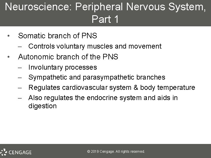 Neuroscience: Peripheral Nervous System, Part 1 • Somatic branch of PNS – Controls voluntary