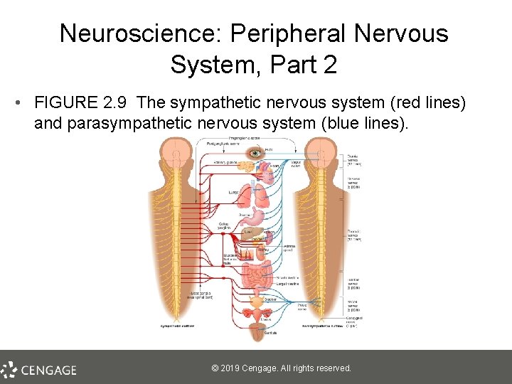 Neuroscience: Peripheral Nervous System, Part 2 • FIGURE 2. 9 The sympathetic nervous system