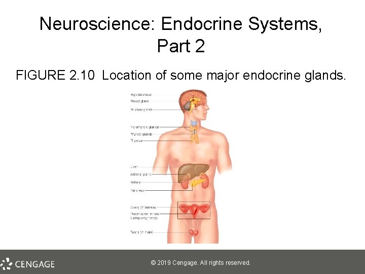 Neuroscience: Endocrine Systems, Part 2 FIGURE 2. 10 Location of some major endocrine glands.