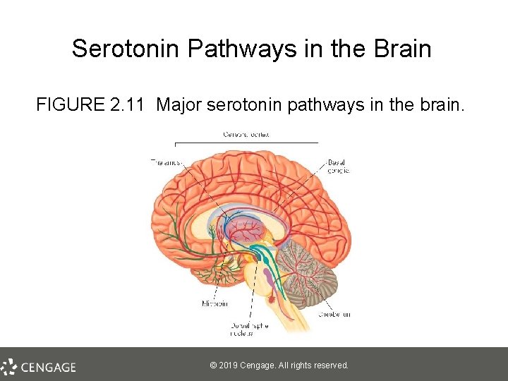 Serotonin Pathways in the Brain FIGURE 2. 11 Major serotonin pathways in the brain.