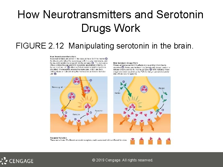 How Neurotransmitters and Serotonin Drugs Work FIGURE 2. 12 Manipulating serotonin in the brain.