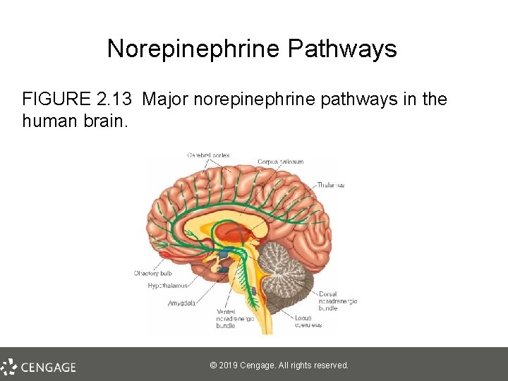 Norepinephrine Pathways FIGURE 2. 13 Major norepinephrine pathways in the human brain. © 2019